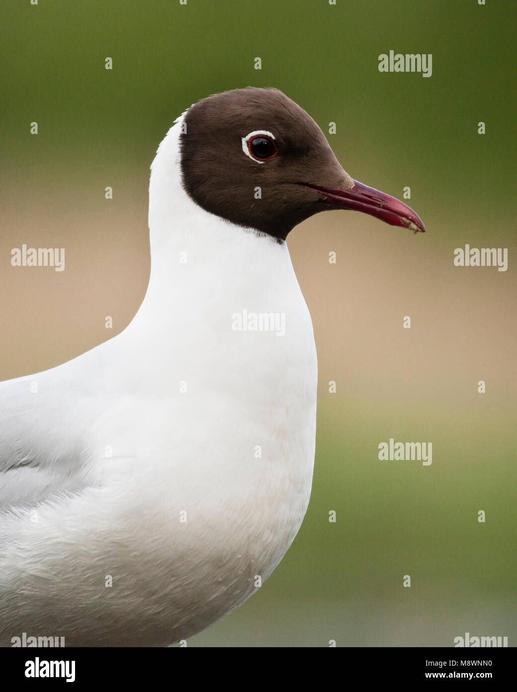 Kokmeeuw staand; Comune a testa nera permanente di gabbiano Foto Stock