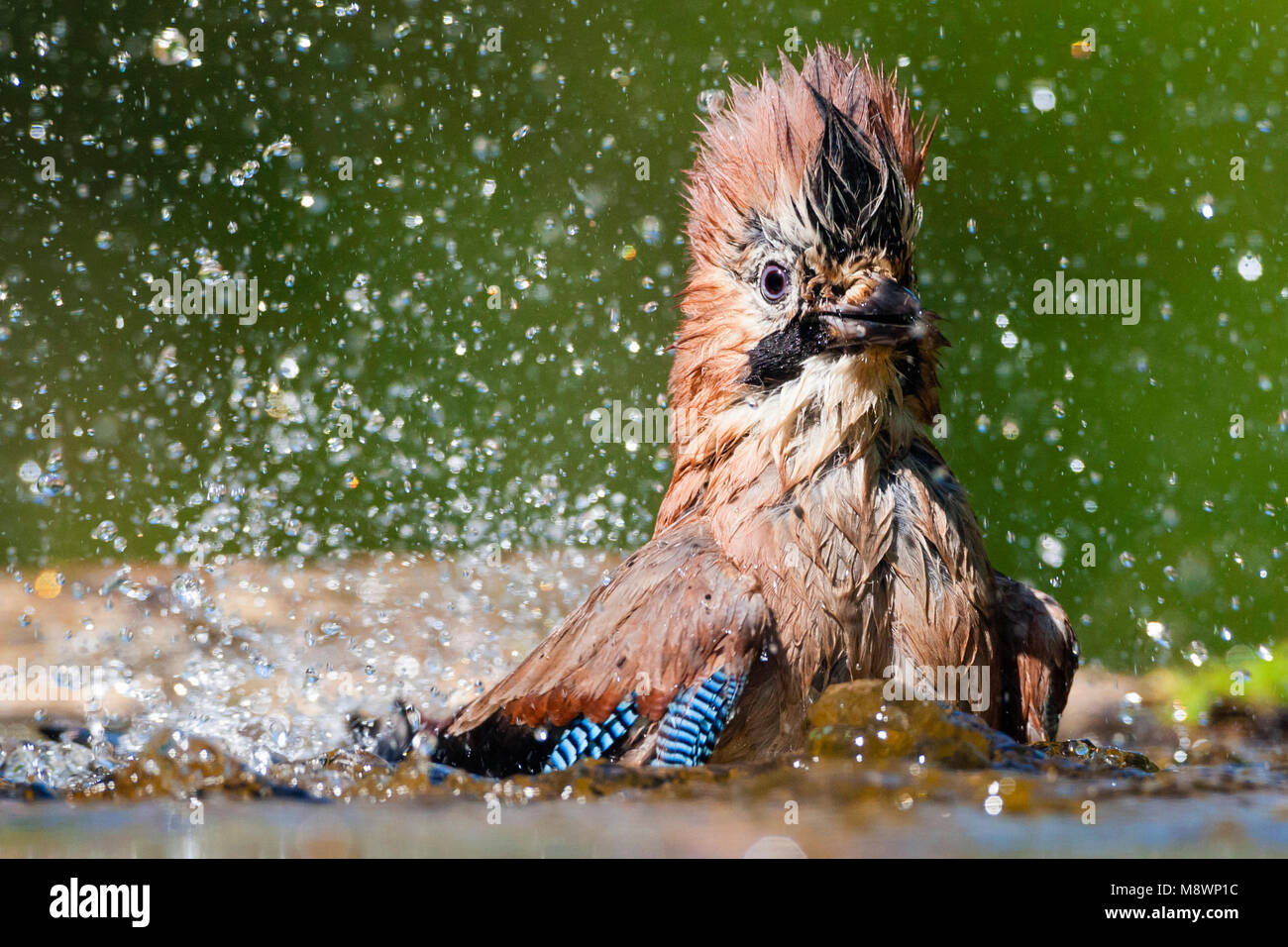 Gaai badend in vijver; Eurasian Jay bagni in piscina Foto Stock
