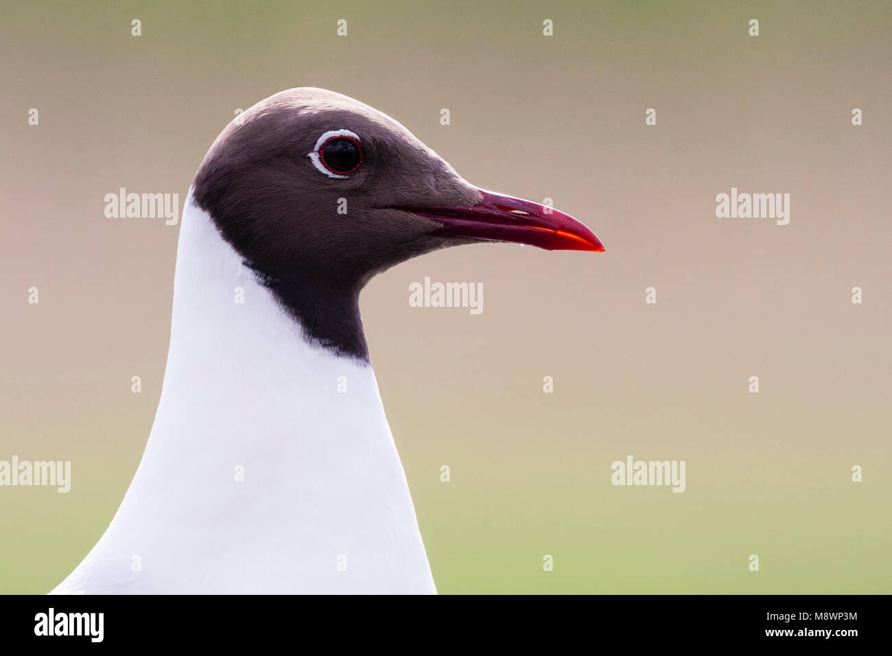 Kokmeeuw portret; Comune a testa nera ritratto di gabbiano Foto Stock