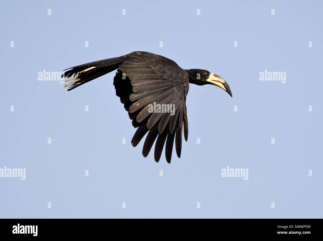 Bonte Tok volwassen vliegend; African Pied Hornbil adulto battenti Foto Stock