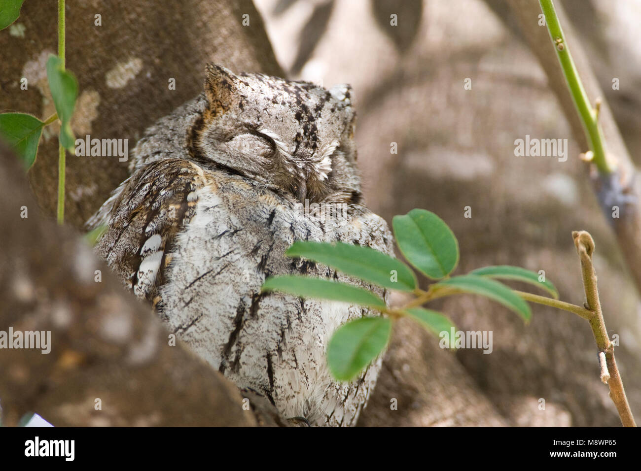 Afrikaanse Dwergooruil, Scops-Owl africani, Otus senegalensis Foto Stock