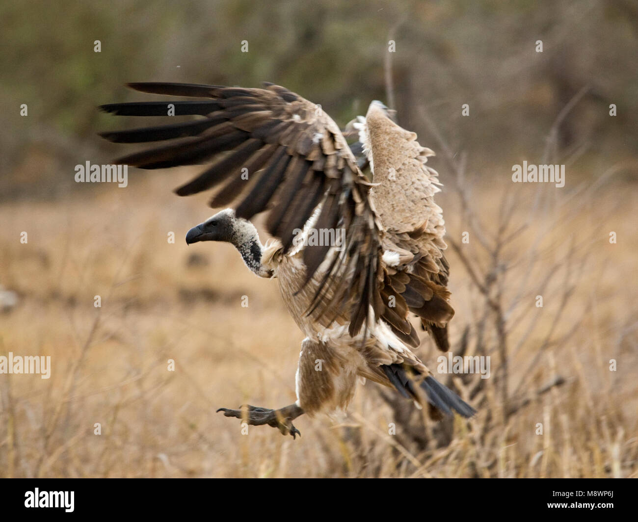 Witruggier, African White-backed Vulture, Gyps africanus Foto Stock