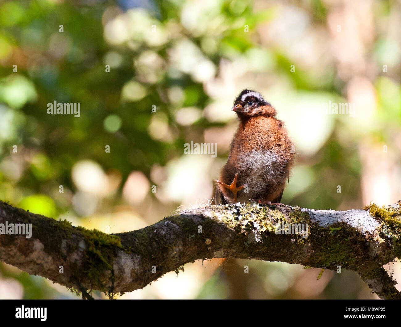 Andessjakohoen onvolwassen zittend op tak; Guan andina immaturo appollaiato sul ramo Foto Stock