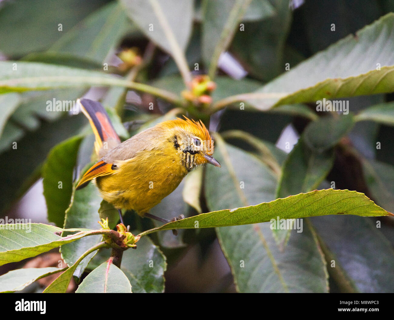 Ornaatminla zitend tussen bladeren; Bar-throated Minla arroccato tra le foglie Foto Stock