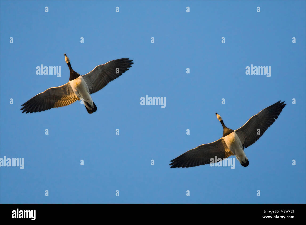 Brandgans paar vliegend; Barnacle Goose coppia battenti Foto Stock
