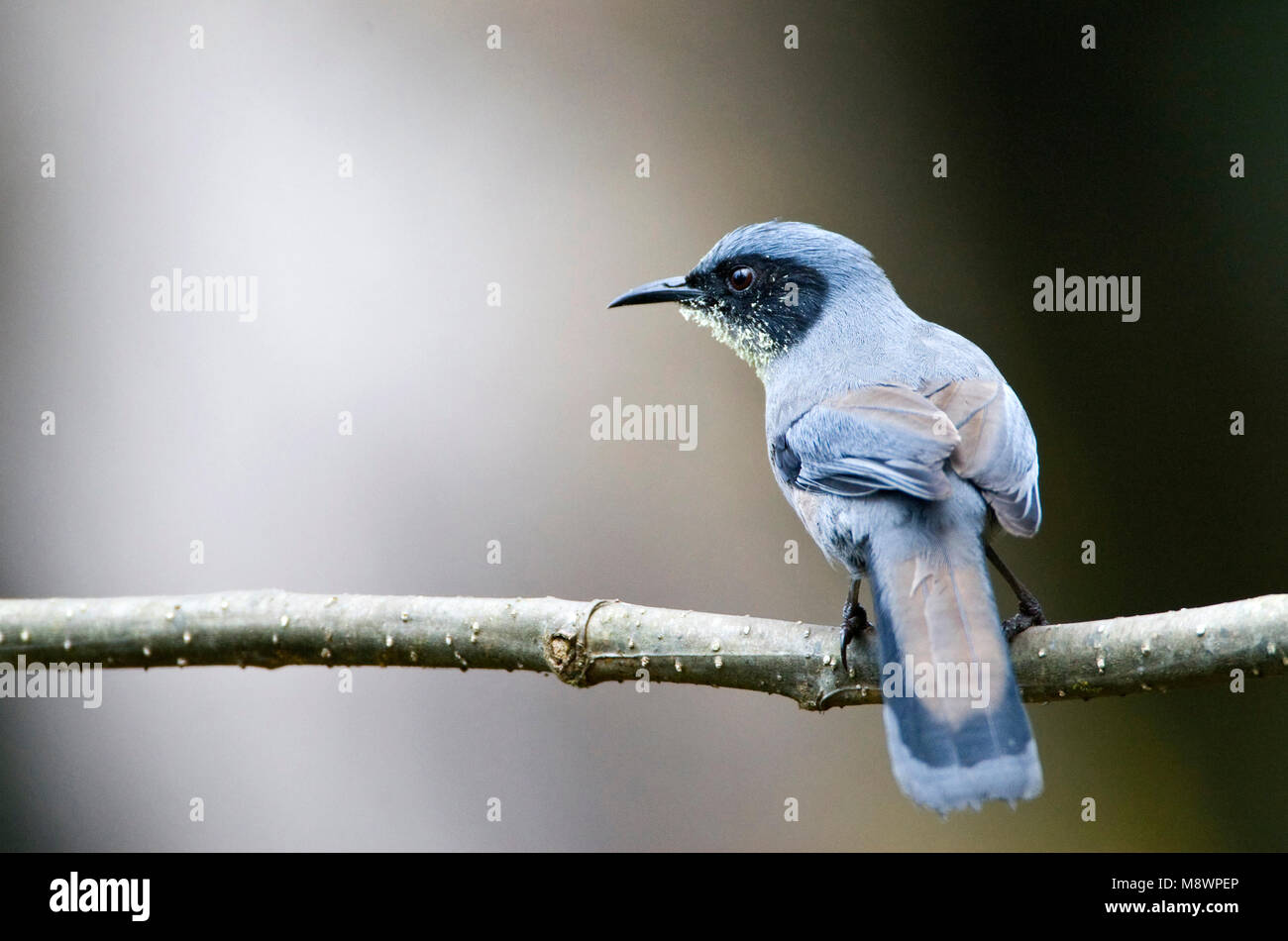 Prachtsibia zittend op een tak; bella Sibia appollaiato su un ramo Foto Stock