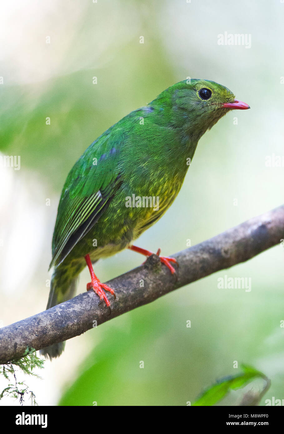 Groen-zwarte Cotinga, verde-e-nero, Fruiteater Pipreola riefferii Foto Stock