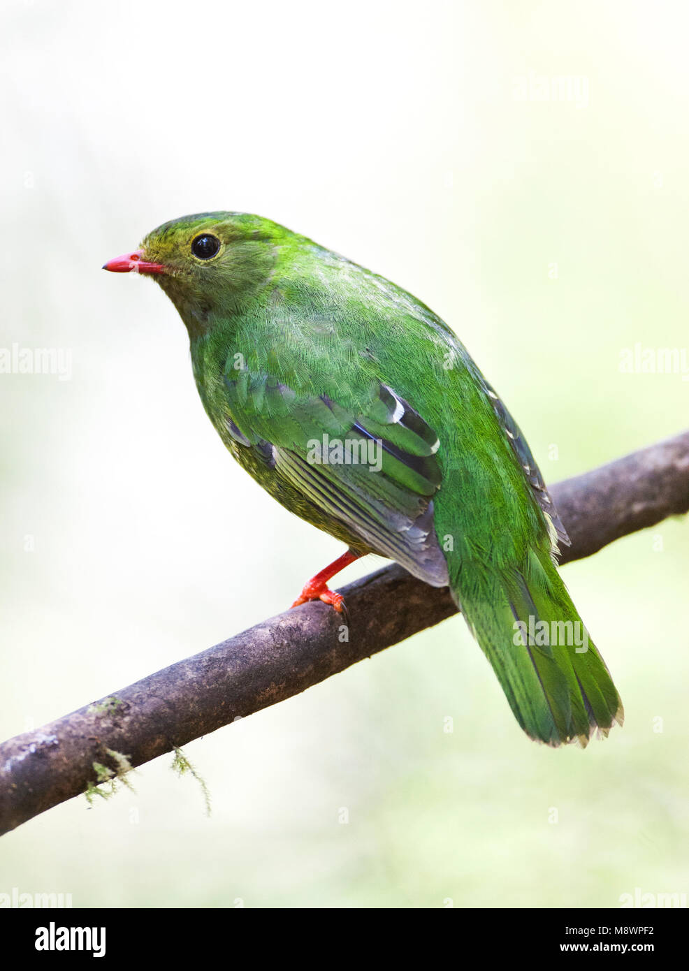 Groen-zwarte Cotinga, verde-e-nero, Fruiteater Pipreola riefferii Foto Stock