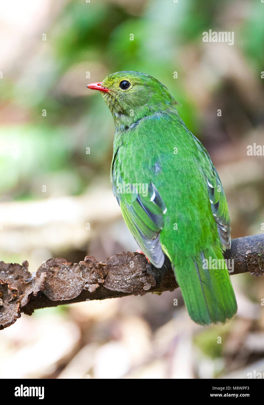 Groen-zwarte Cotinga, verde-e-nero, Fruiteater Pipreola riefferii Foto Stock