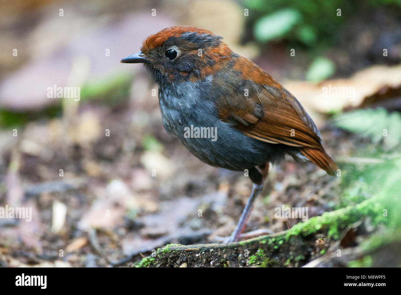 Tweekleurige Mierpitta onvolwassen; Antpitta bicolore immaturo Foto Stock