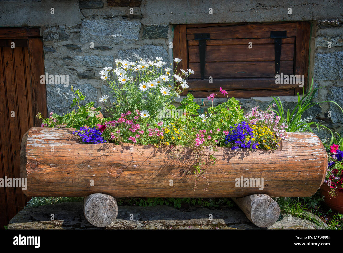 I fiori crescono in un tronco di albero, le Alpi in estate, Francia Foto Stock
