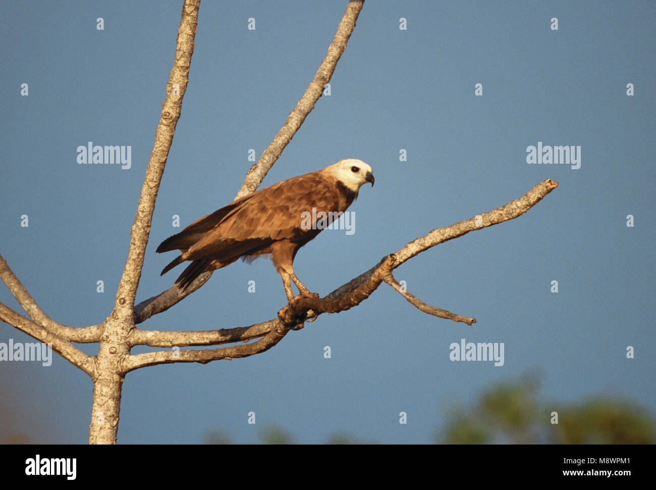 Black Hawk a collare appollaiato; Moerasbuizerd zittend Foto Stock