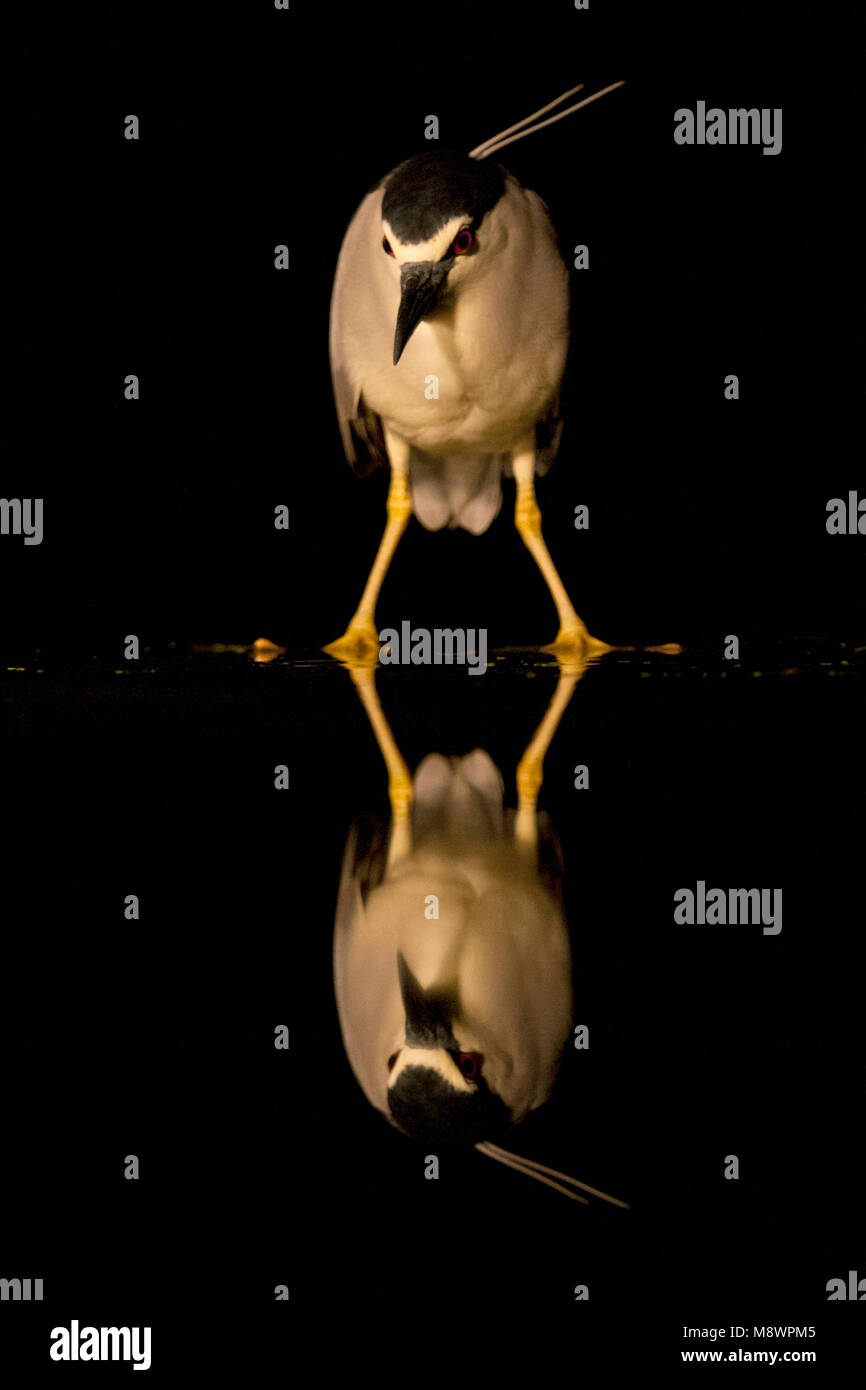 Kwak staand incontrato spiegelbeeld; nero-incoronato Night-Heron in piedi con la riflessione Foto Stock