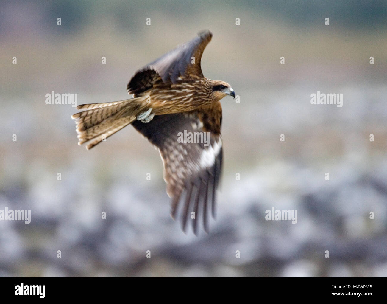 Nero-eared Kite battenti con gru con cappuccio in background; Zwartoorwouw vliegend incontrato Monnikskraanvogels op de achtergron Foto Stock