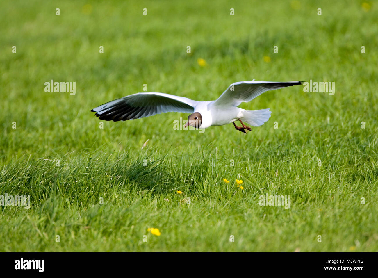 In Kokmeeuw vlucht; Comune a testa nera gabbiano in volo Foto Stock