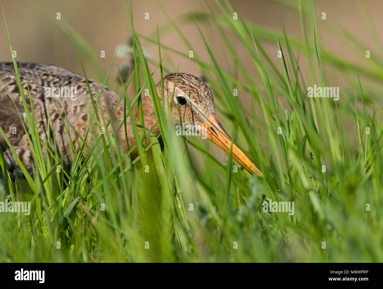 In Grutto weiland; nero-tailed Godwit in Prato Foto Stock