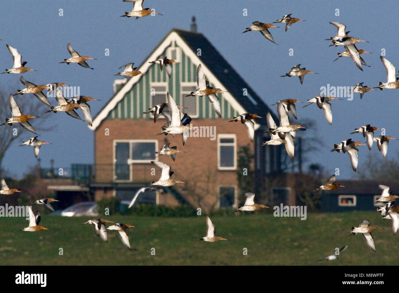 Groep Grutto in de vlucht in Hollands landschap; Gregge di nero-tailed Godwit in volo nel paesaggio Olandese Foto Stock