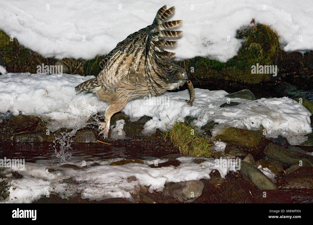 Blakistonvisuil, Blakinston's Fish-Owl, Bubo blakistoni Foto Stock