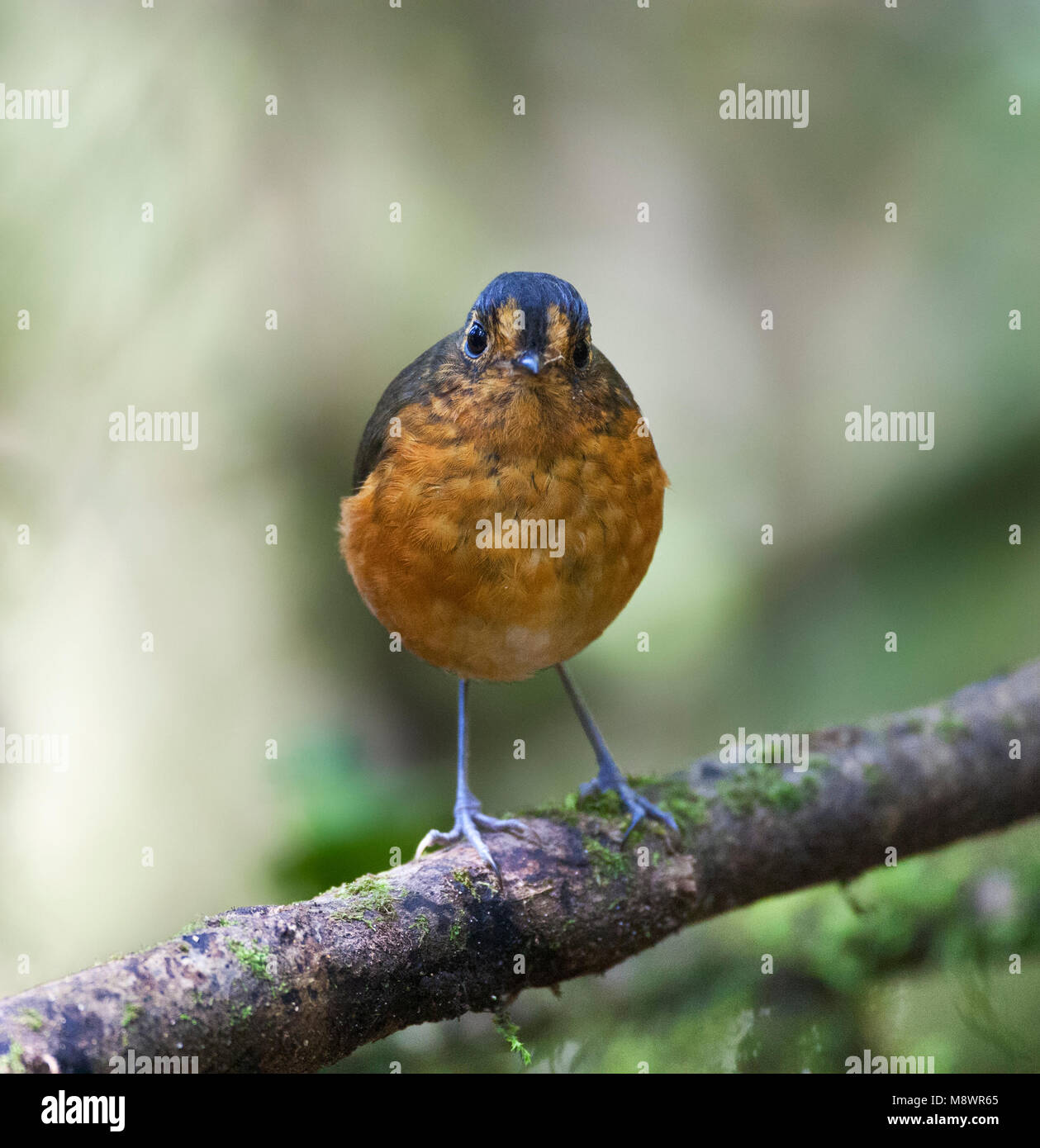 Grijskapdwergmierpitta, ardesia-incoronato Antpitta, Grallaricula nana Foto Stock