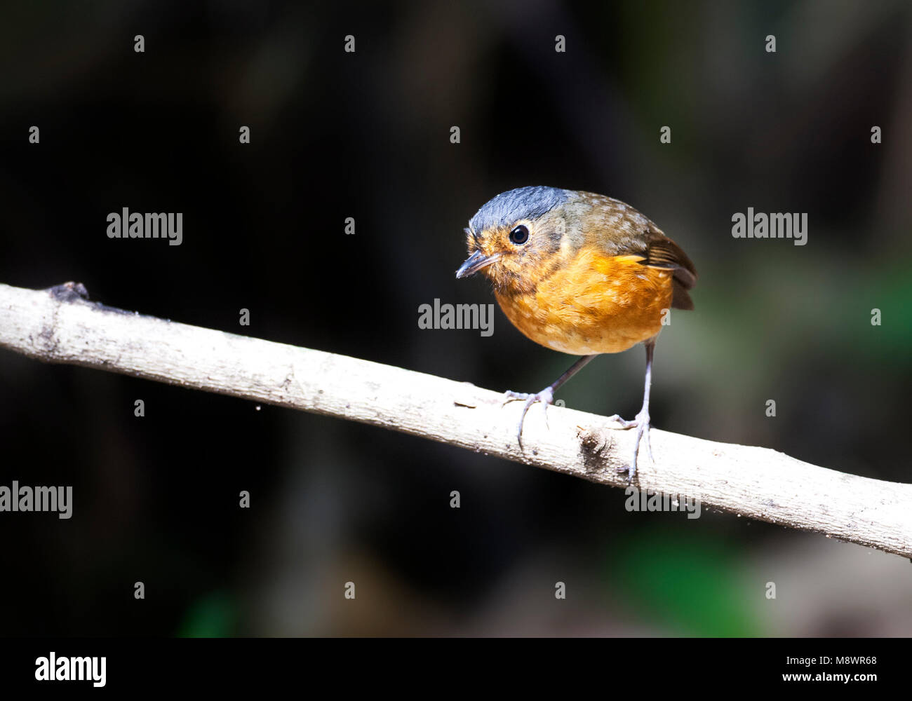 Grijskapdwergmierpitta, ardesia-incoronato Antpitta, Grallaricula nana Foto Stock