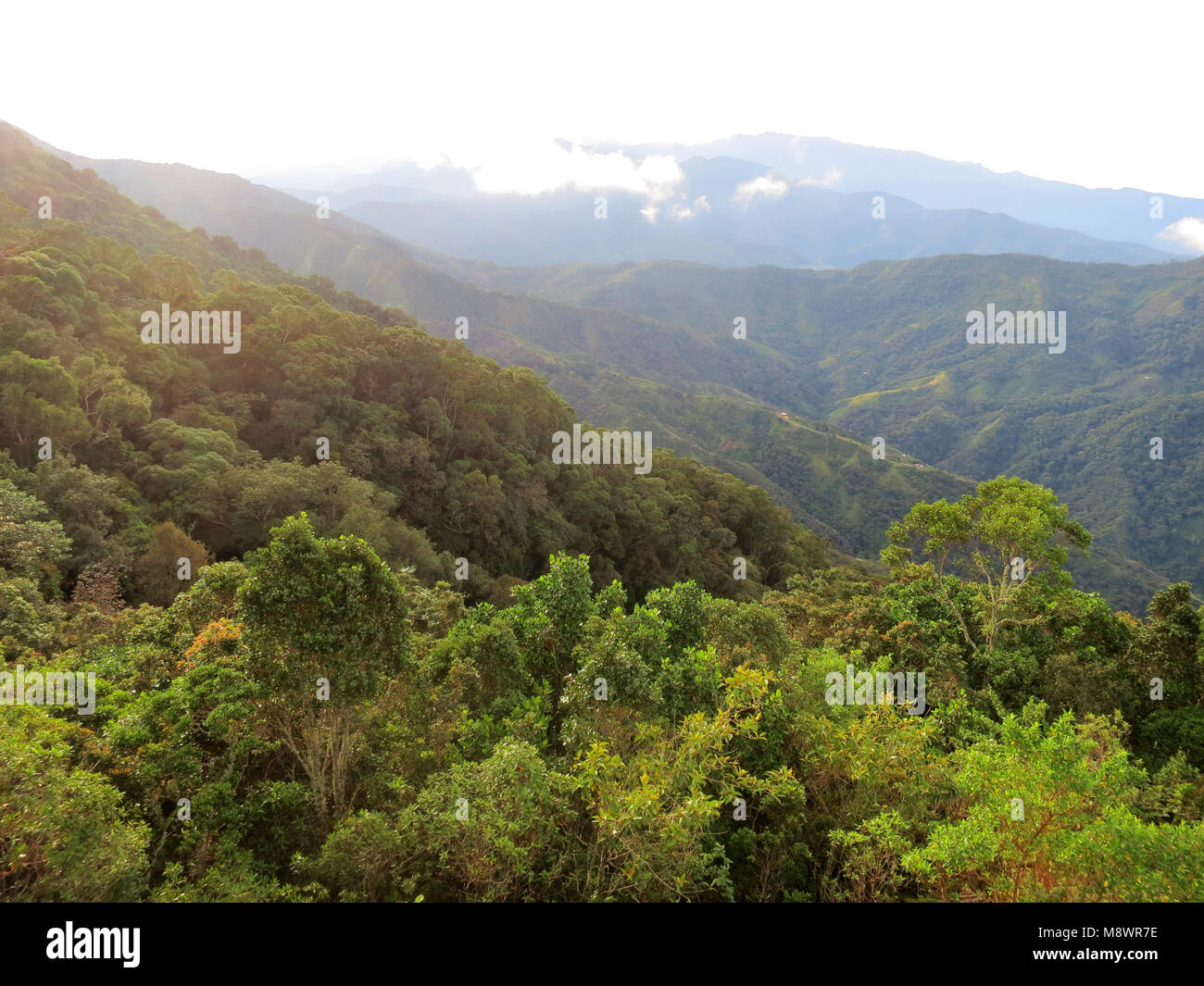 Nevelwoud / cloud forest; Santa Marta montagne, Sierra Nevada, Colombia Foto Stock