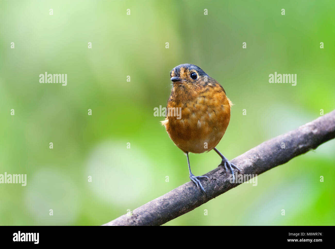 Grijskapdwergmierpitta, ardesia-incoronato Antpitta Foto Stock