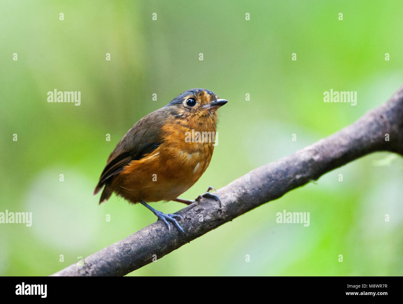 Grijskapdwergmierpitta zittend op een tak; Ardesia-incoronato Antpitta appollaiato su un ramo Foto Stock