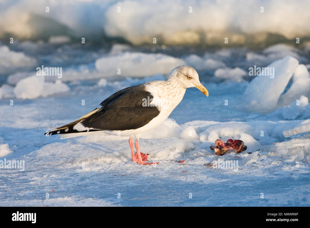 Kamtsjatkameeuw, Slaty-backed Gull, Larus schistisagus Foto Stock