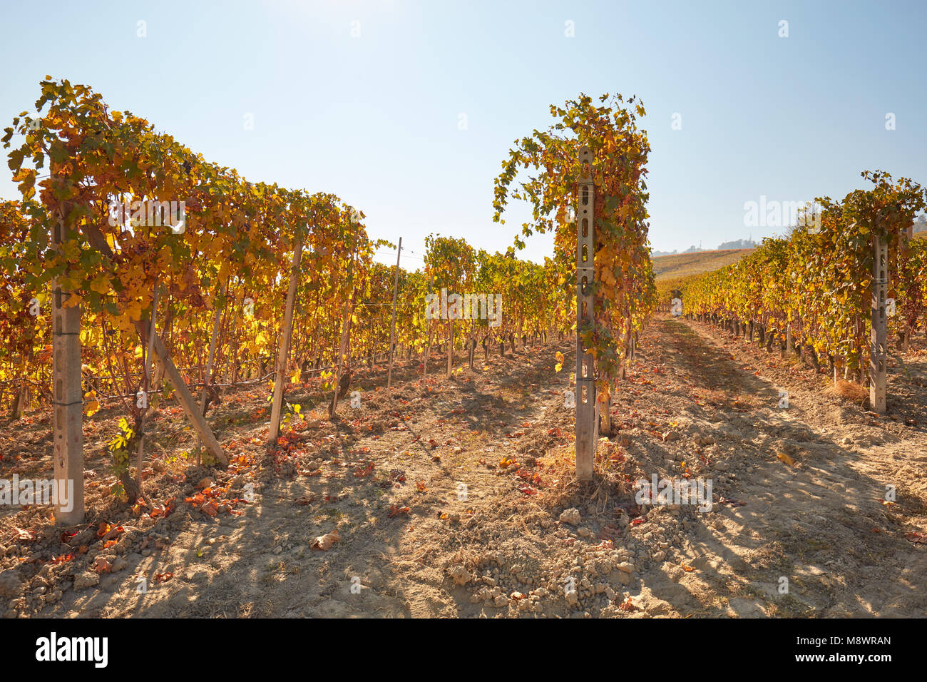 Vigneto in autunno con foglie di giallo in una giornata di sole Foto Stock