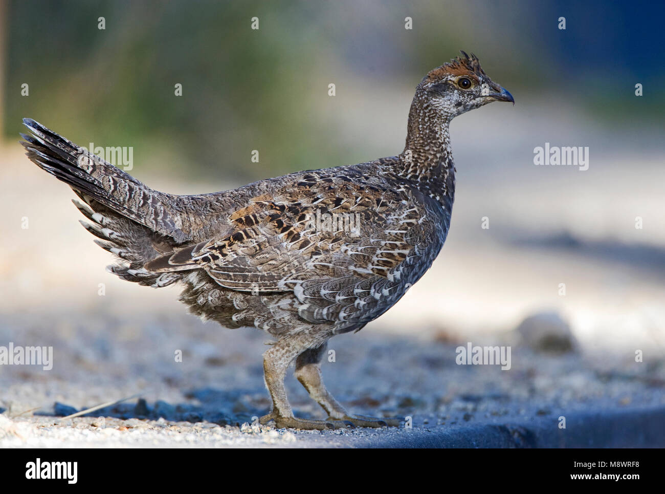 Fuligginosa Grouse appollaiato sul lato della strada Foto Stock