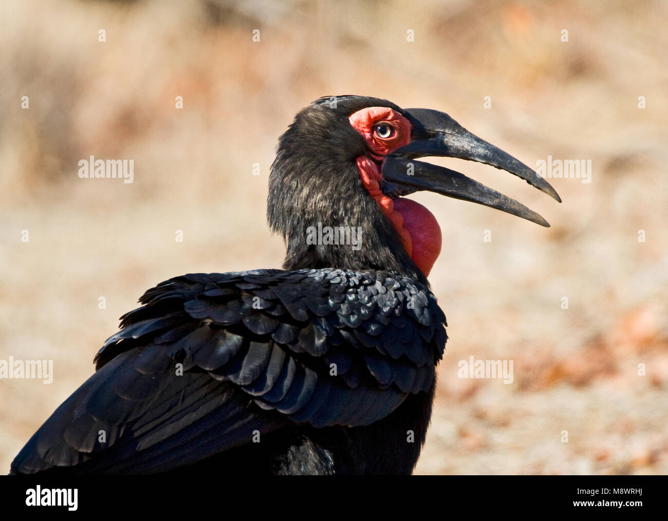 Zuidelijke Hoornraaf, terra meridionale-hornbill, Bucorvus leadbeateri Foto Stock