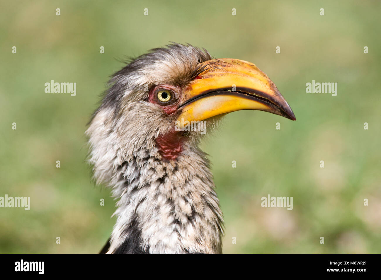 Zuidelijke Geelsnaveltok, Southern Yellow-Billed Hornbill, Tockus leucomelas, Geelsnaveltok Foto Stock