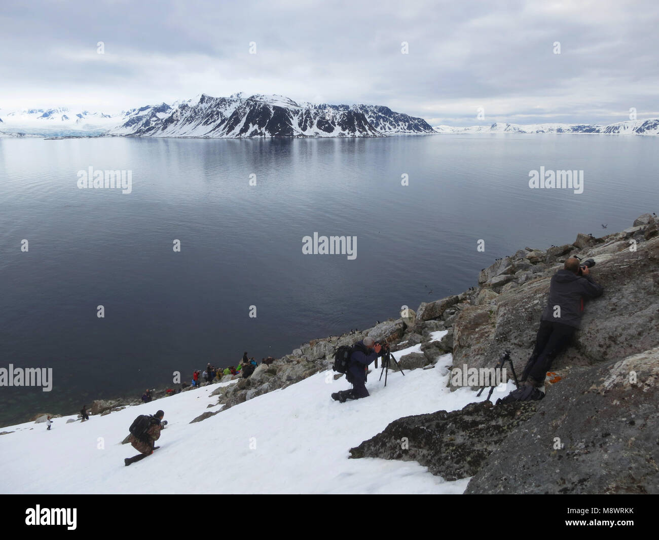 Bezoek Kleine Alken kolonie, Spitsbergen; visitare Little Auk colonia, Svalbard Foto Stock