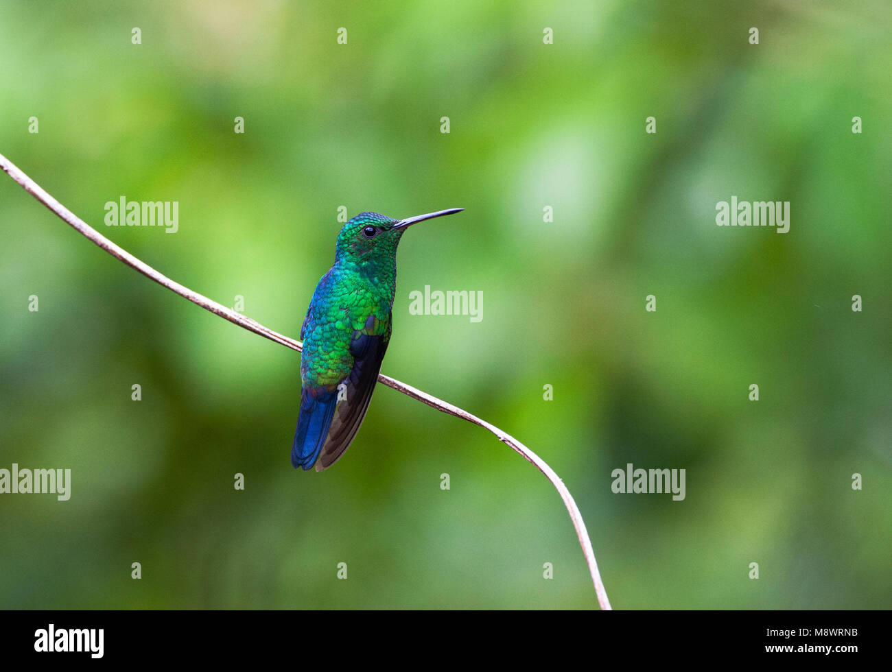 Blauwbuikamazilia, Steely sfiatata Hummingbird, Amazilia saucerottei Foto Stock