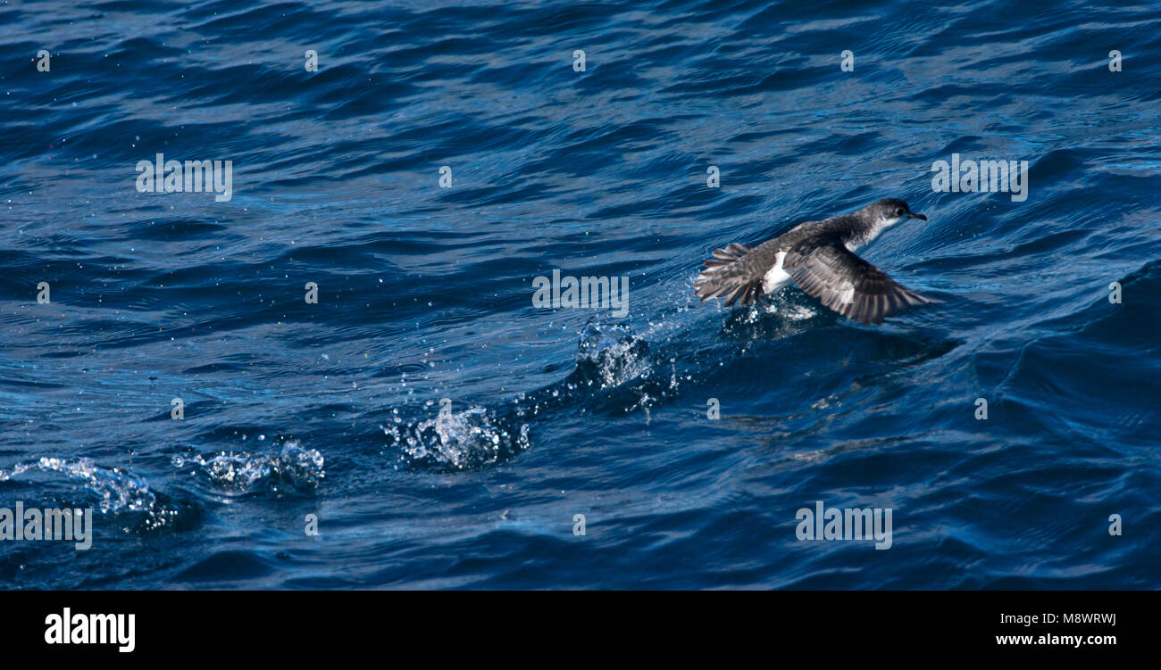 Subantarctische Kleine Pijlstormvogel, sub antartiche poco Shearwater, Puffinus elegans Foto Stock