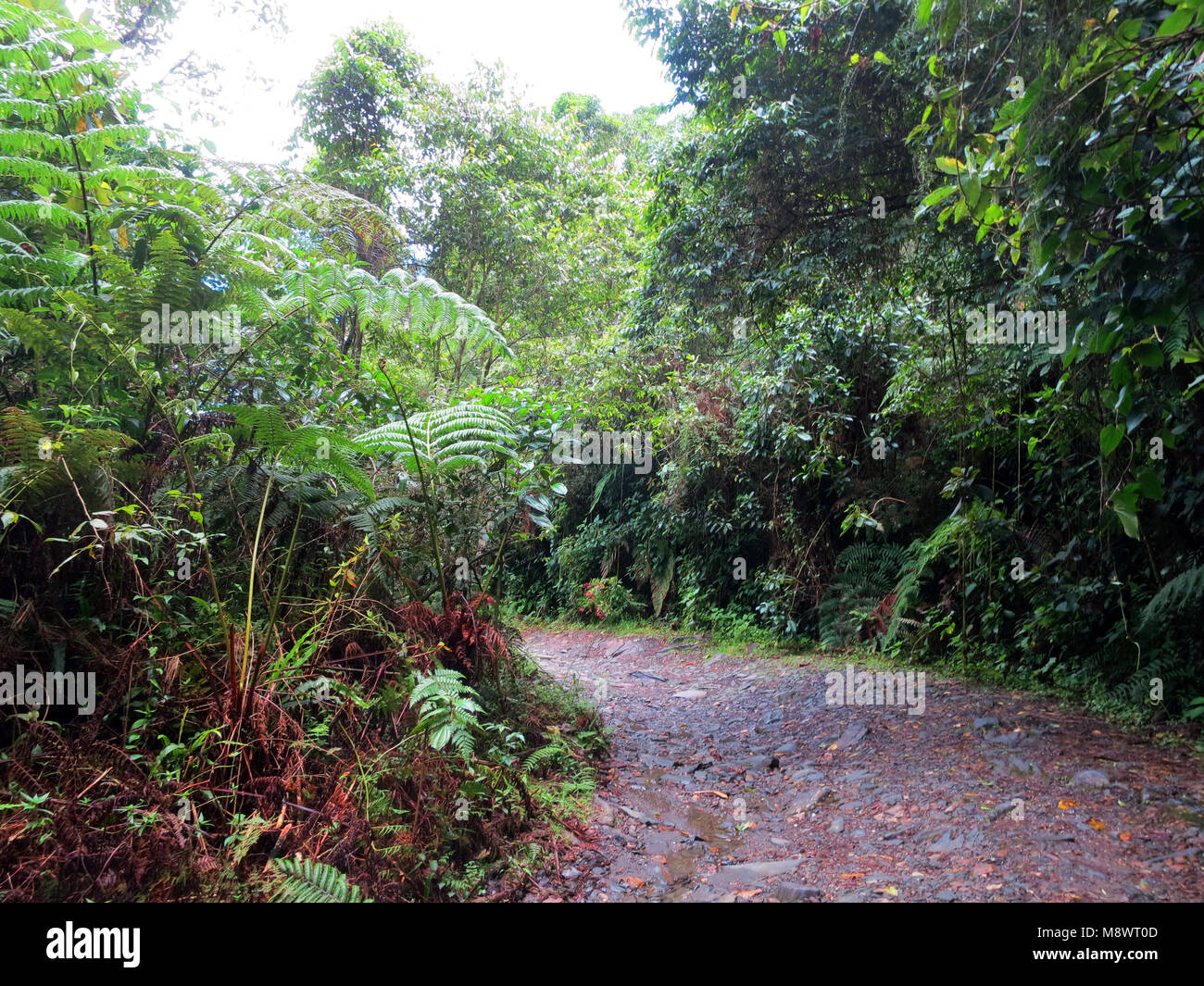 Onverharde weg door het tropische bos; traccia approssimativa attraverso la foresta tropicale (El Dorado Bird Reserve, Santa Marta montagne, Colombia) Foto Stock