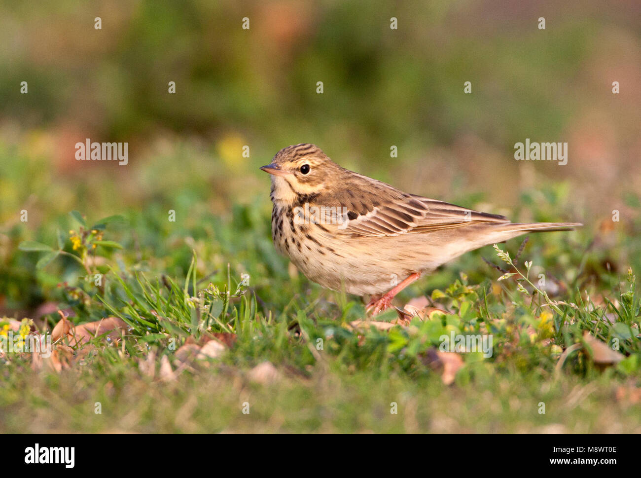 Boompieper, Tree Pipit, Anthus trivialis Foto Stock