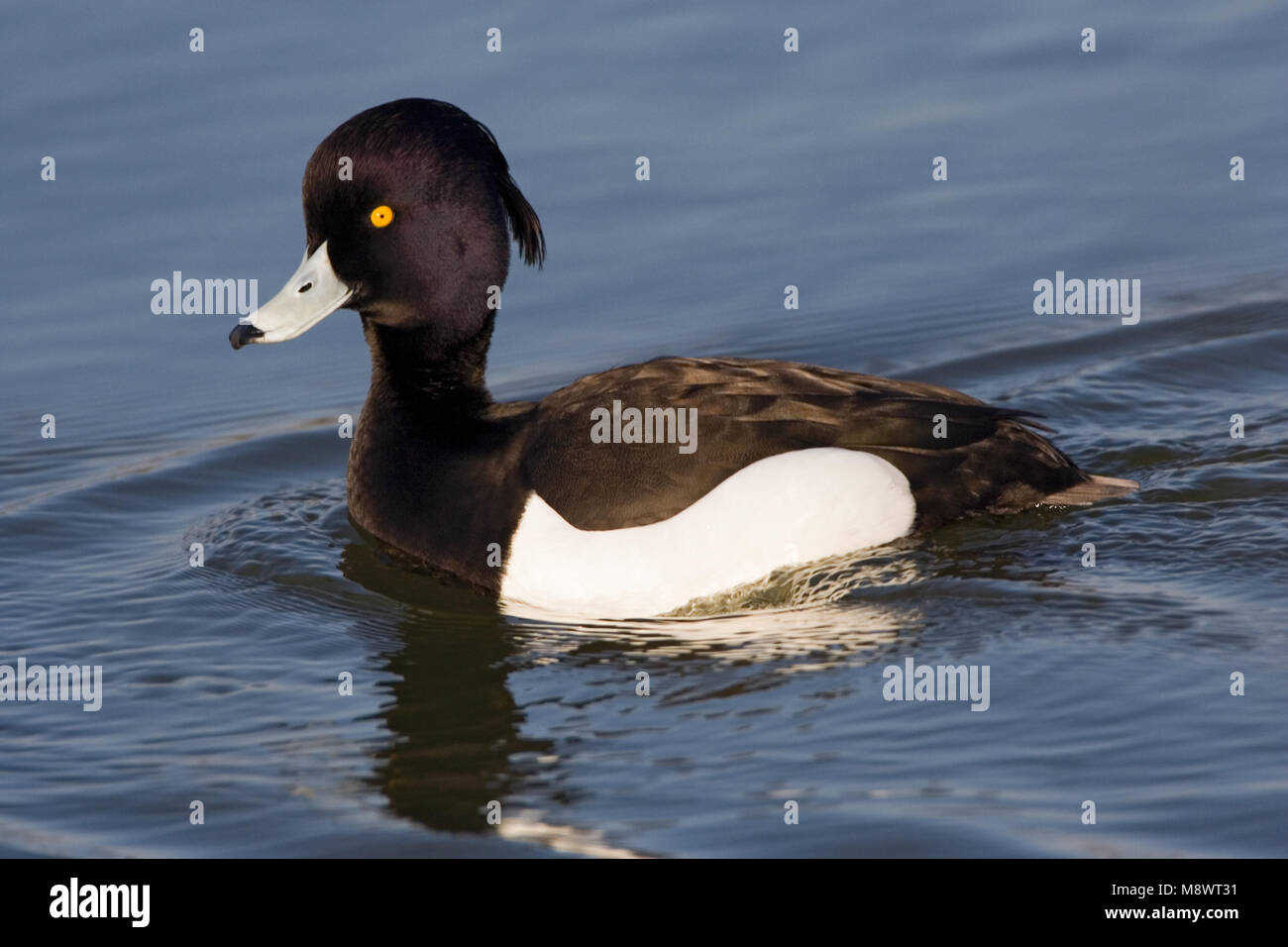 Adulto mannetje Kuifeend; adulti maschi di anatra tufted Foto Stock
