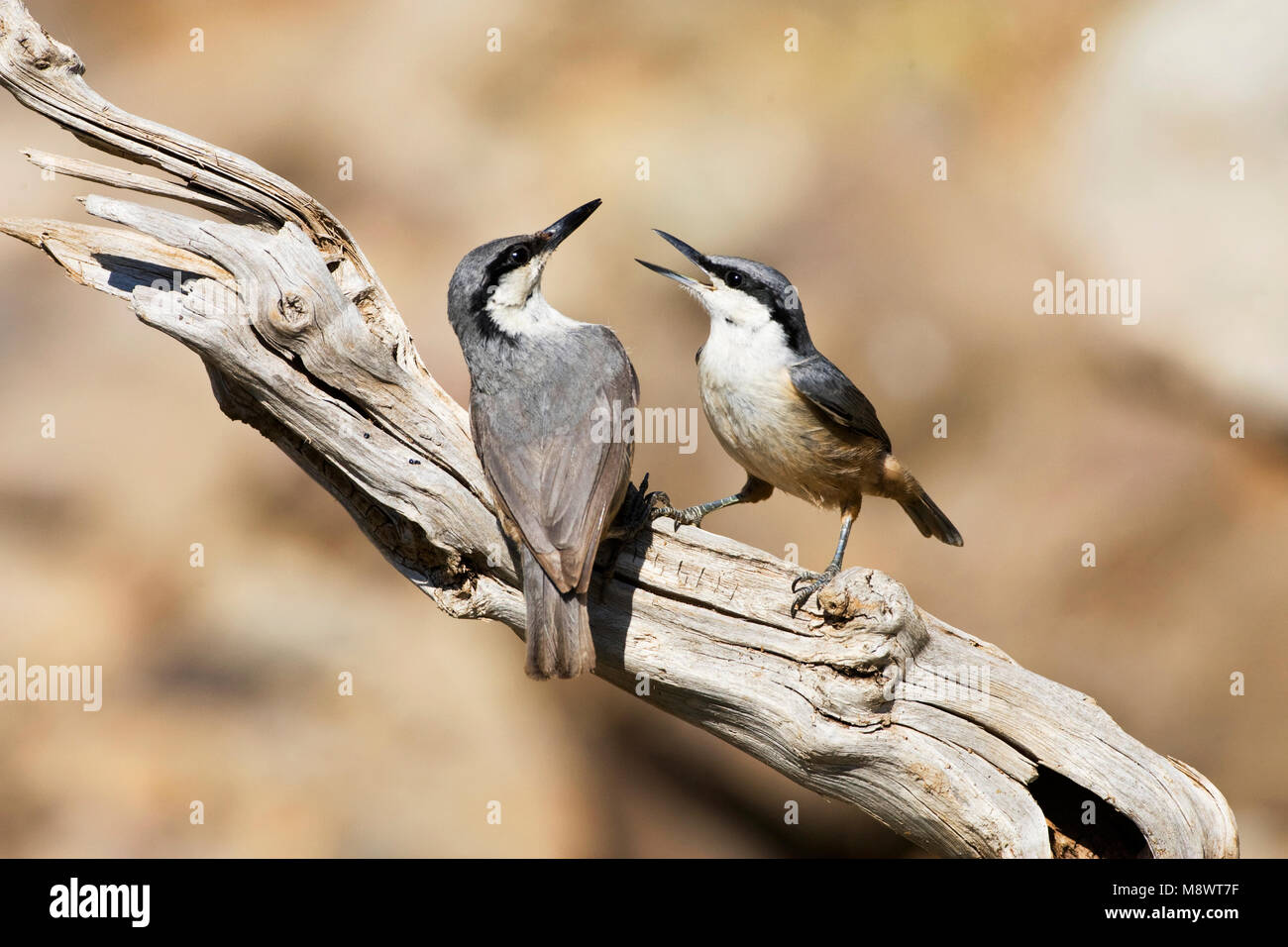Paartje Rotsklevers op stronk; coppia di roccia occidentale Nuthatches sul log Foto Stock