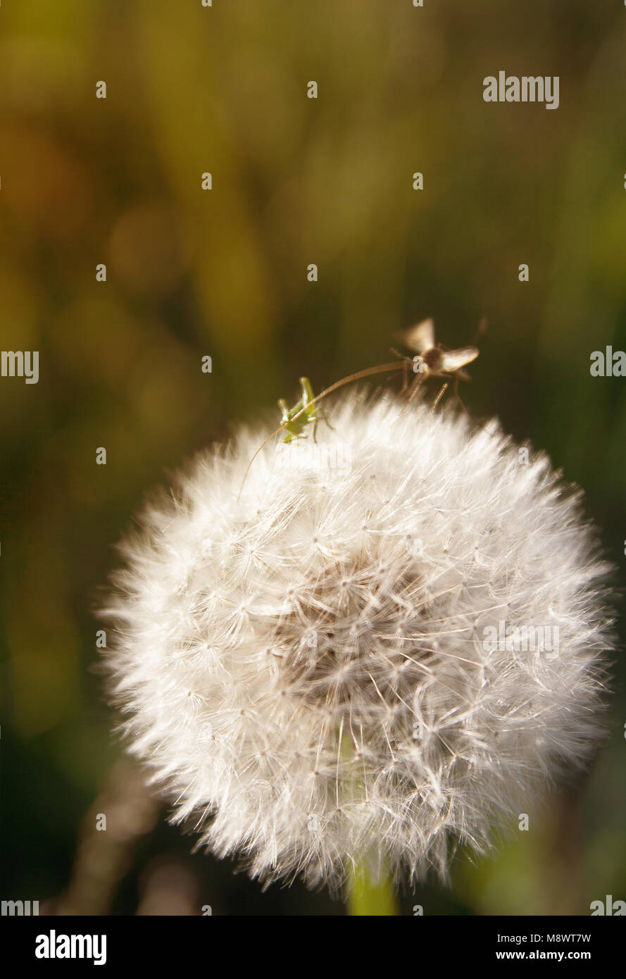 Piccoli insetti e tarassaco Foto Stock
