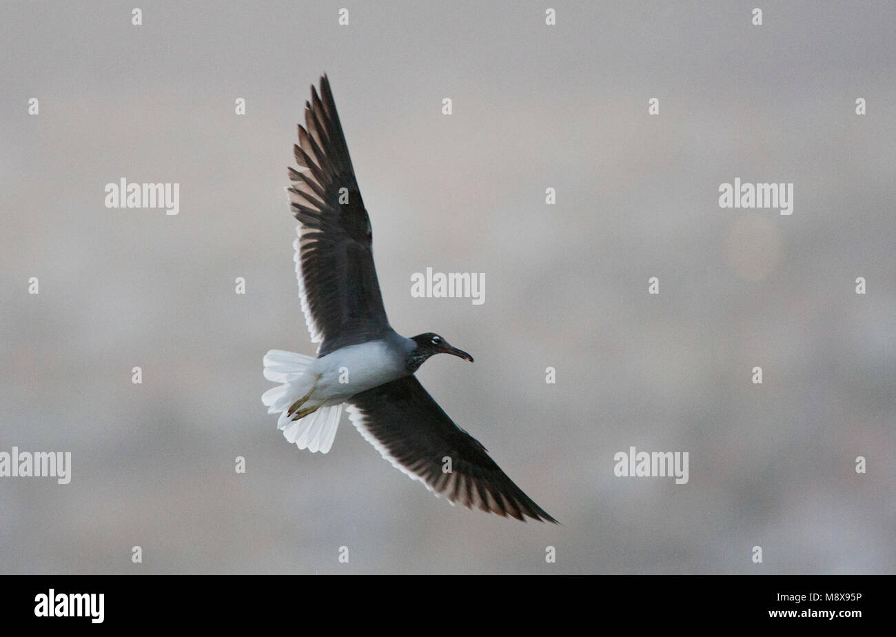 Witoogmeeuw vliegend; bianco-eyed Gull battenti Foto Stock