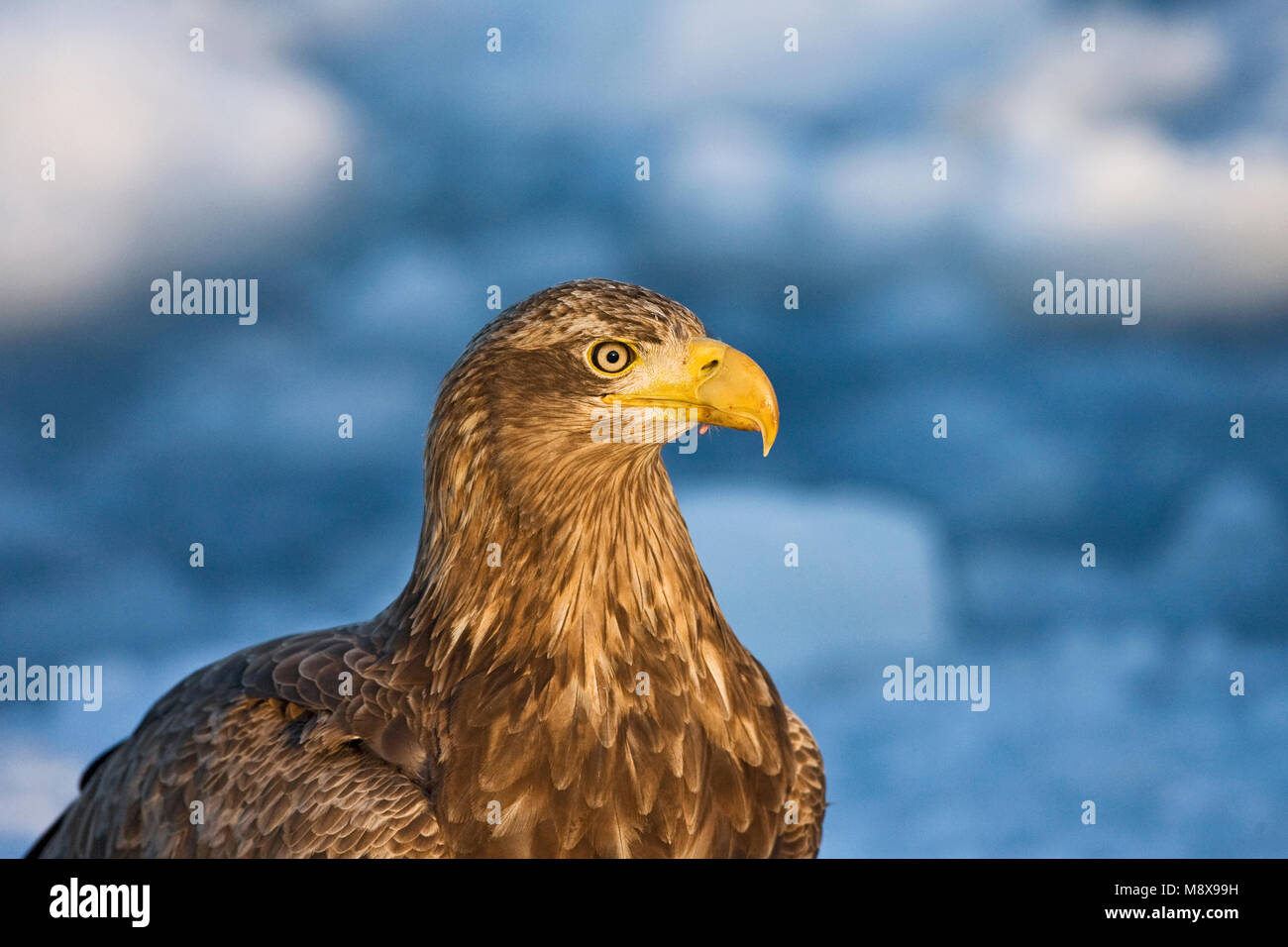 Zeearend, bianco-tailed Eagle, Haliaeetus albicilla Foto Stock