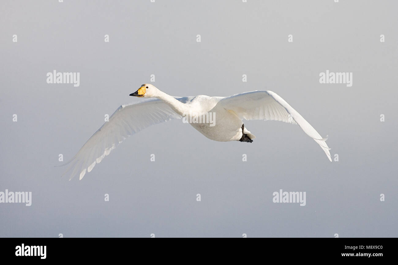 Whooper Swan adulto battenti; Wilde zwaan volwassen vliegend Foto Stock