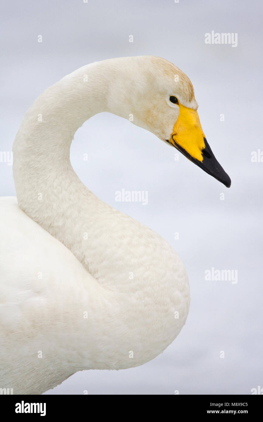 Wilde zwaan volwassen; Whooper Swan adulto Foto Stock