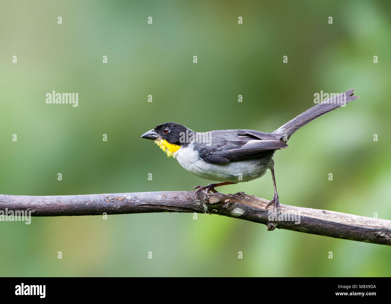 Witnekstruikgors, bianco-naped Brush-Finch, Atlapetes albinucha Foto Stock