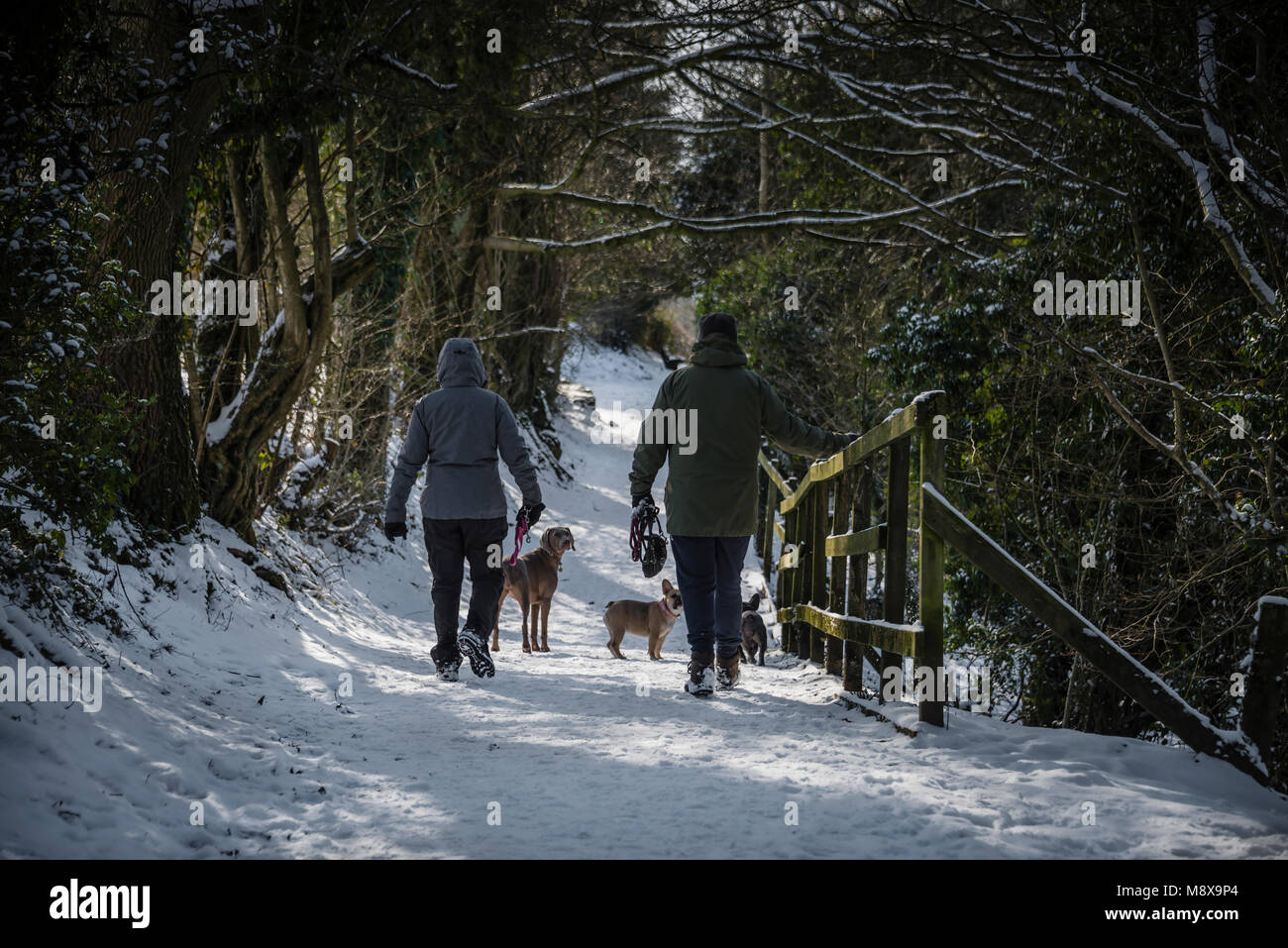 Dog walkers nella neve, Clitheroe, Lancashire, Regno Unito. Foto Stock