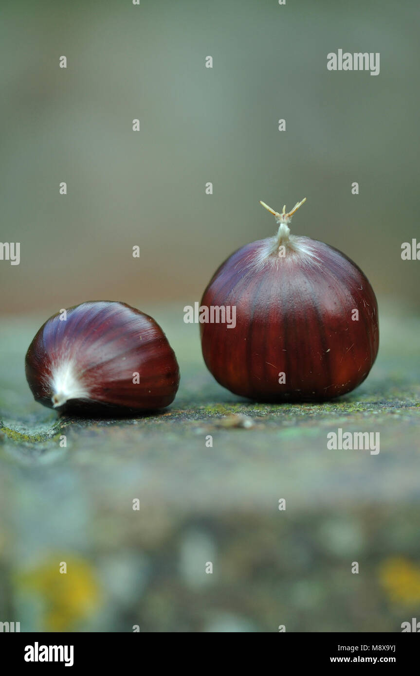 Ritratto di castagne Foto Stock