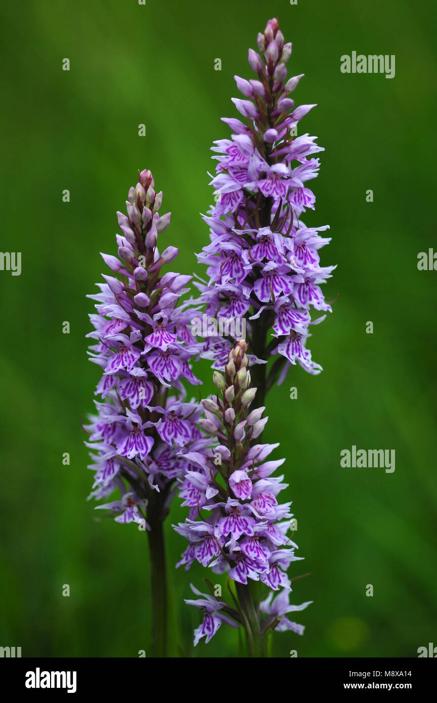 Ritratto di comune spotted orchidee in fiore Foto Stock