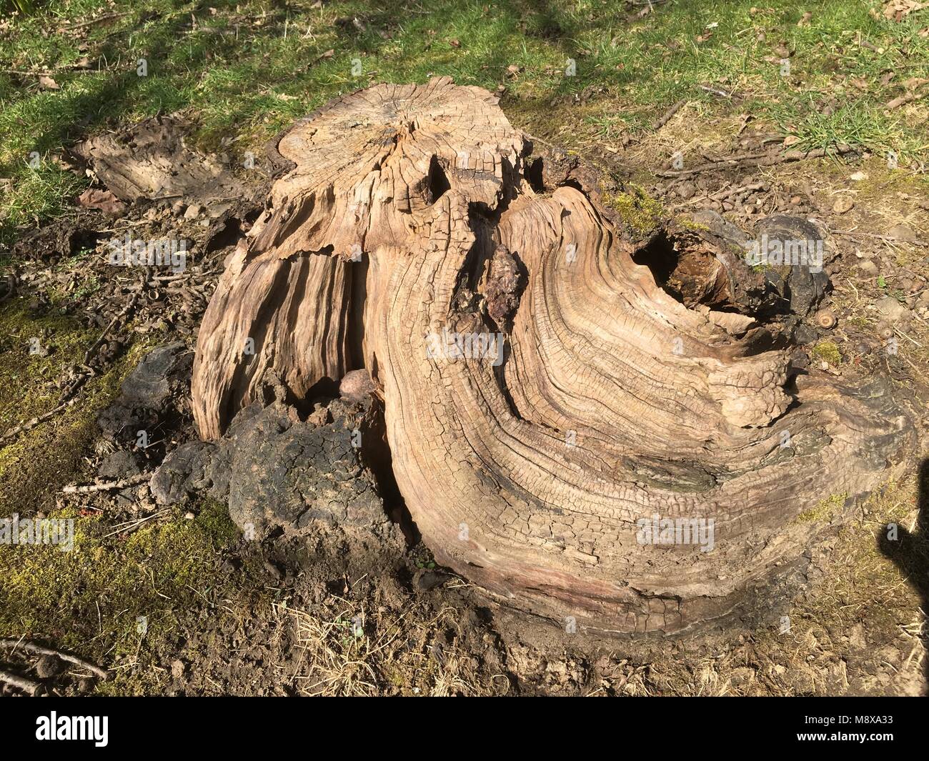 Alberi secolari e legno in boschi Olchfa, Swansea, Wales, Regno Unito Foto Stock