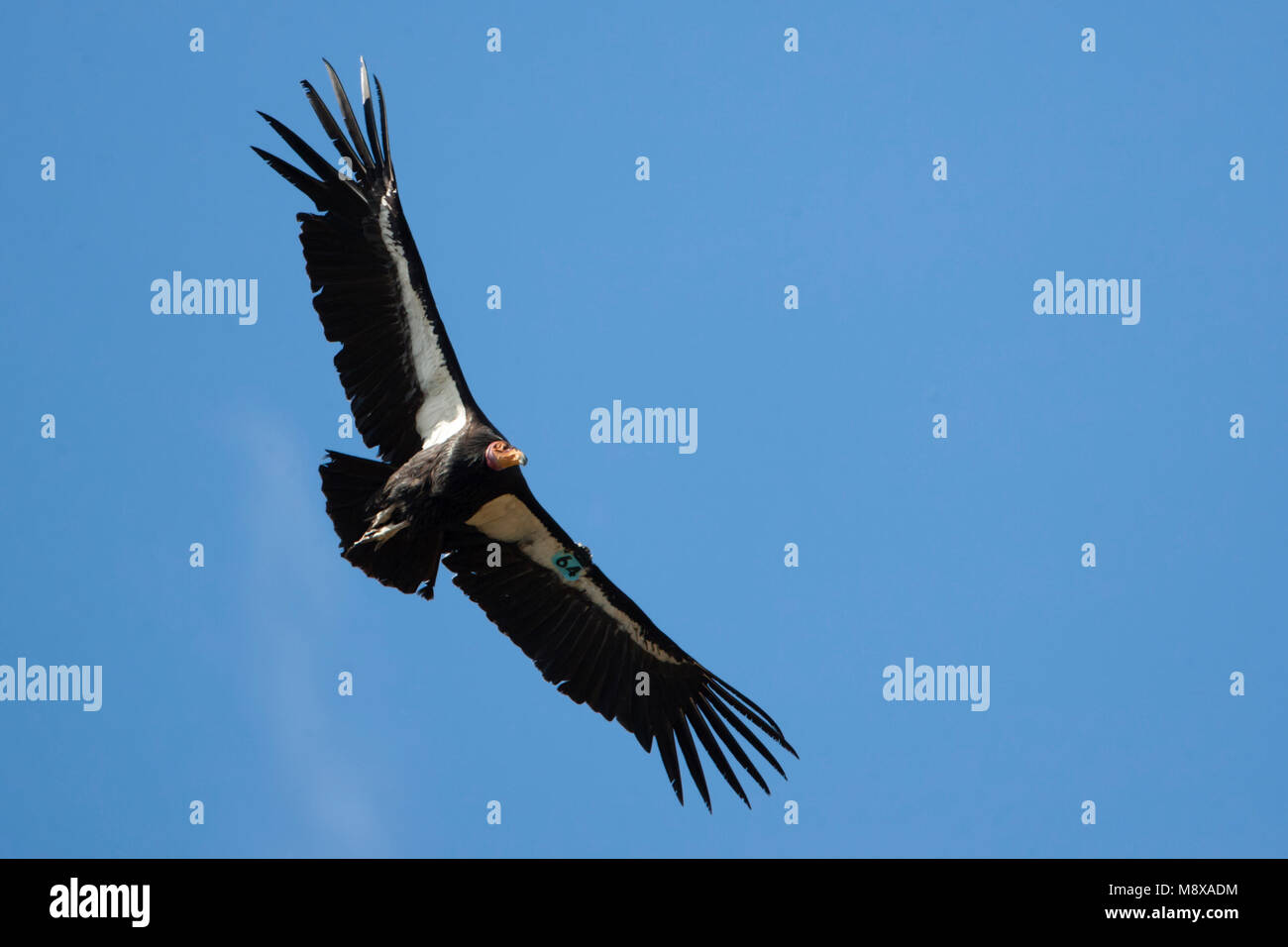 Californische Condor in de vlucht; Californian Condor in volo Foto Stock